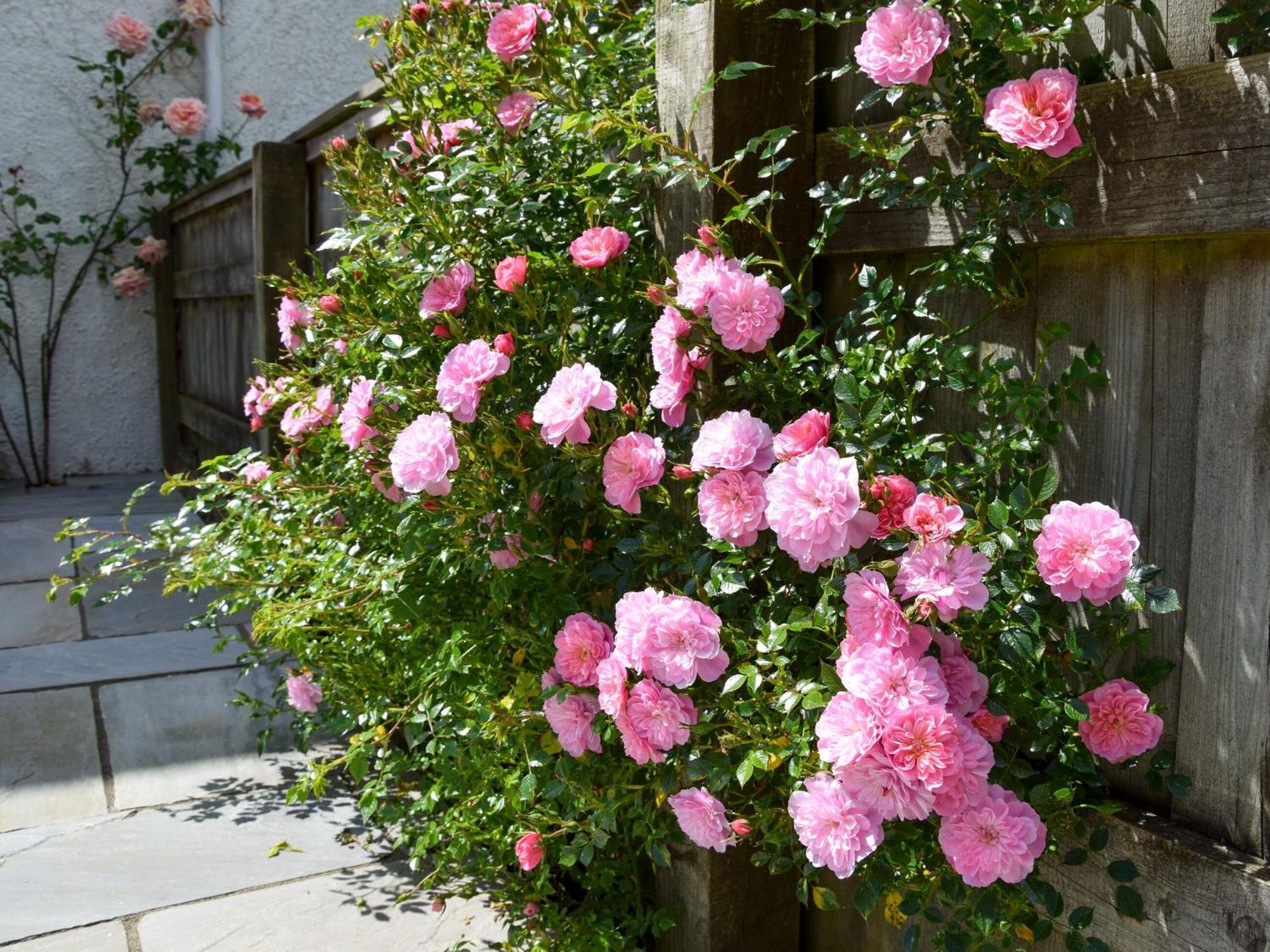 Sweet Briar - 8234 Villa Bridport Exteriör bild
